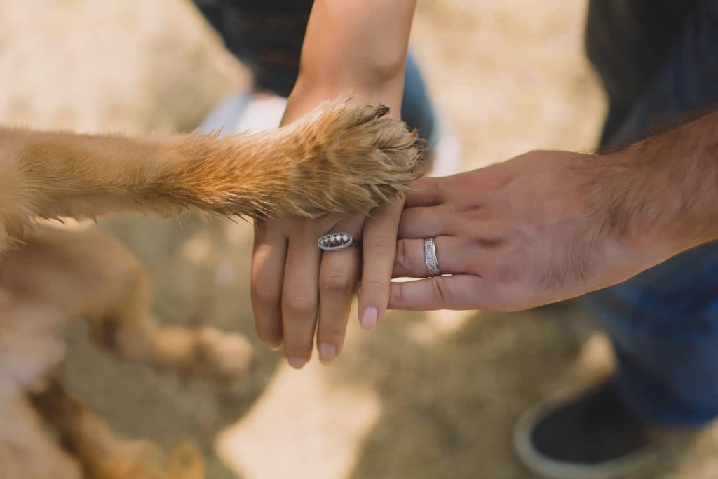 Pet-Friendly Collection